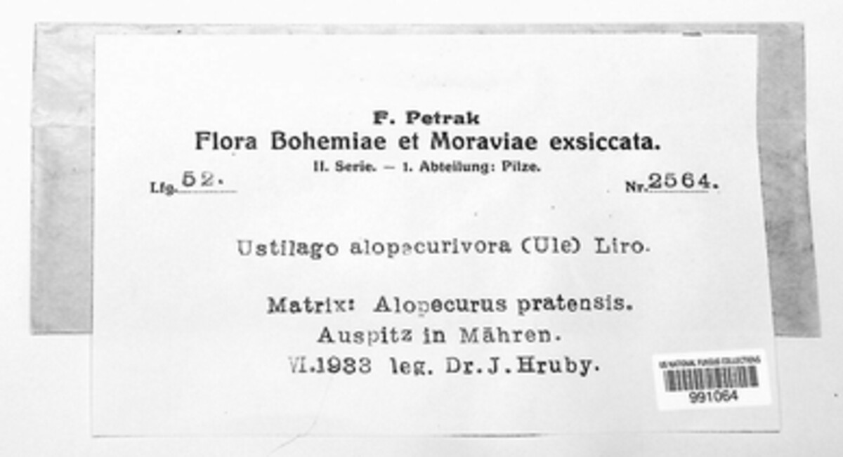 Ustilago alopecurivora image